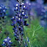Close-up of a Texas bluebonnet