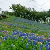 Bluebonnet Season Guide: When and Where to Go in the Texas Hill Country