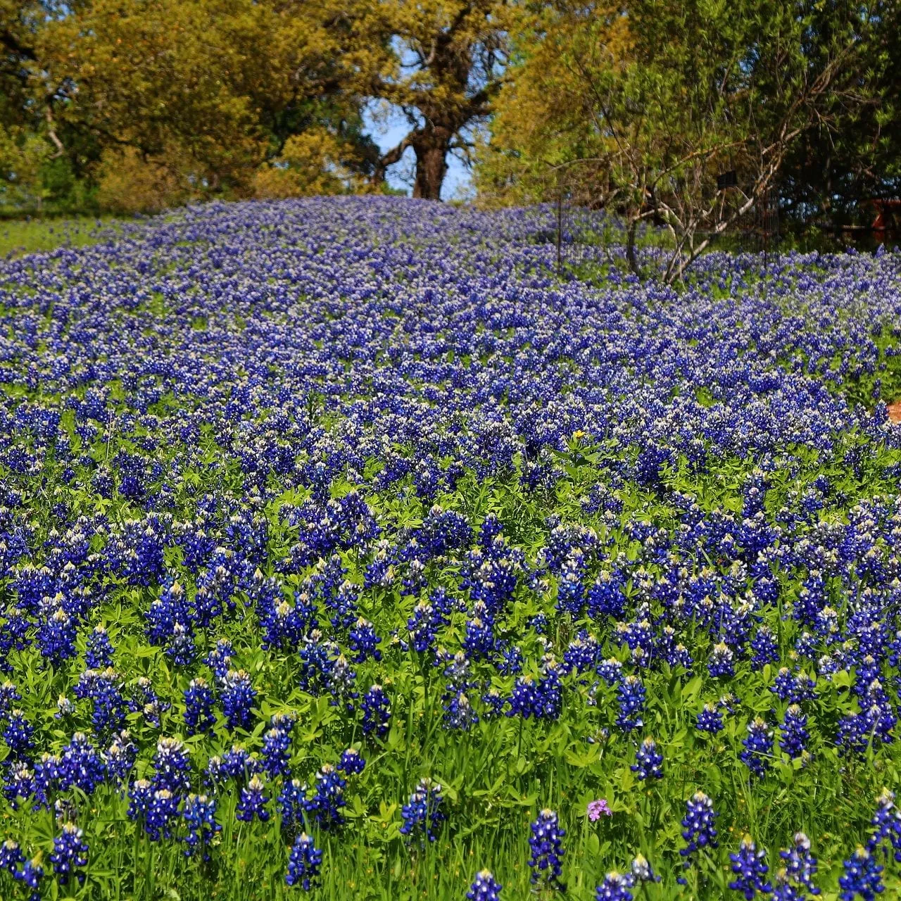 A field of Texas bluebonnets at the Lady Bird Johnson Wildflower Center in Austin, Texas