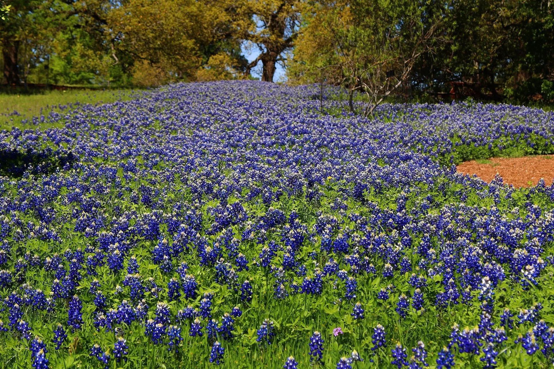 Bluebonnet Season Guide: When and Where to Go in the Texas Hill Country