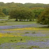 Bluebonnets blooming across Hill Country ranchland