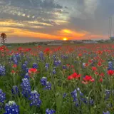 Sunset over a Hill Country wildflower field