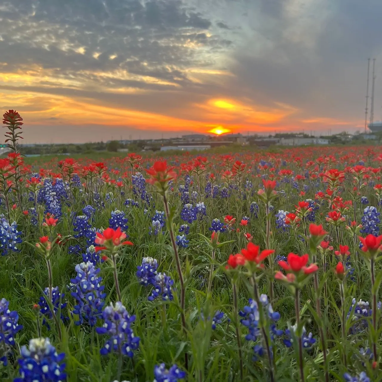 A golden sunset over a field of Texas bluebonnets and Indian paintbrush wildflowers