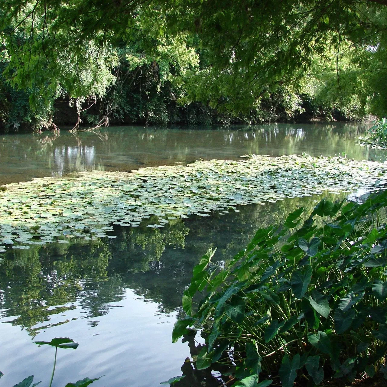 The Comal River flowing near Schlitterbahn waterpark in New Braunfels, Texas