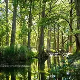 Cypress Creek at Blue Hole Regional Park