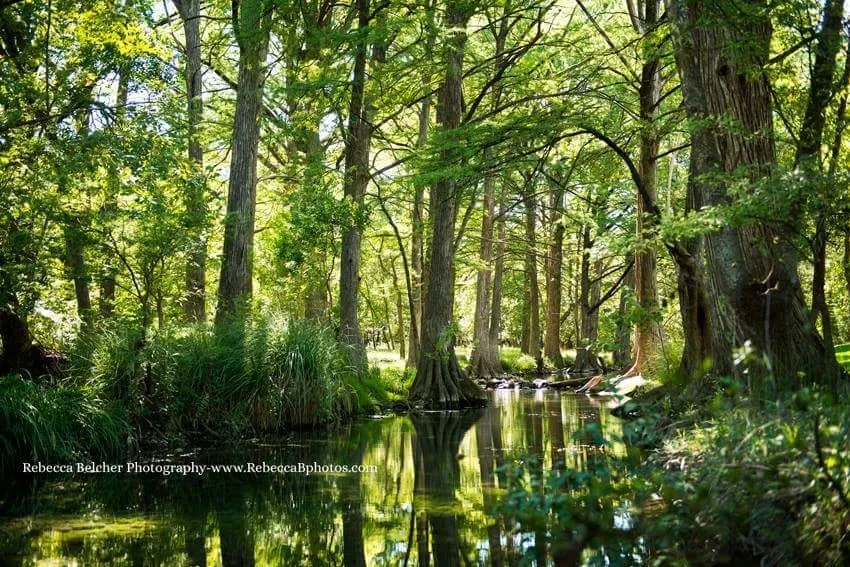 The cypress-lined banks of Cypress Creek, which flows near Jacob's Well