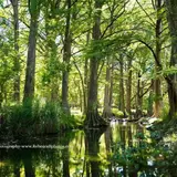 The cypress-lined banks of Cypress Creek, which flows near Jacob's Well
