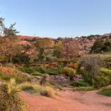 Enchanted Rock granite dome rising above the Texas Hill Country landscape in early morning light