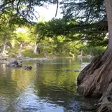 Cypress trees lining the banks of the Guadalupe River