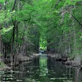 A bald cypress tree growing on the Guadalupe River in Kerr County, Texas Hill Country