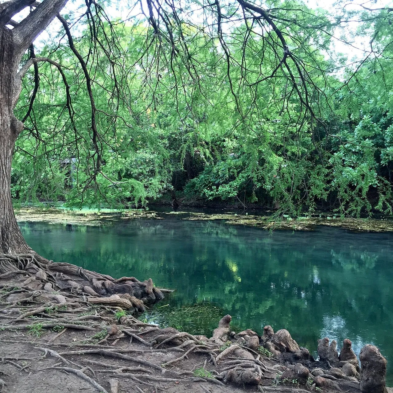The San Marcos River at Rio Vista Park, the most popular access point for tubing and swimming