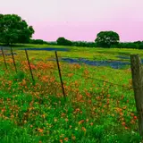 Willow City Loop Guide: The Spring Drive, the Private-Land Reality, and When to Choose Peach Loop Instead