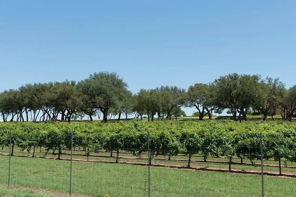 Fredericksburg Wine Trail Guide: How to Plan the Weekend Without Overthinking It